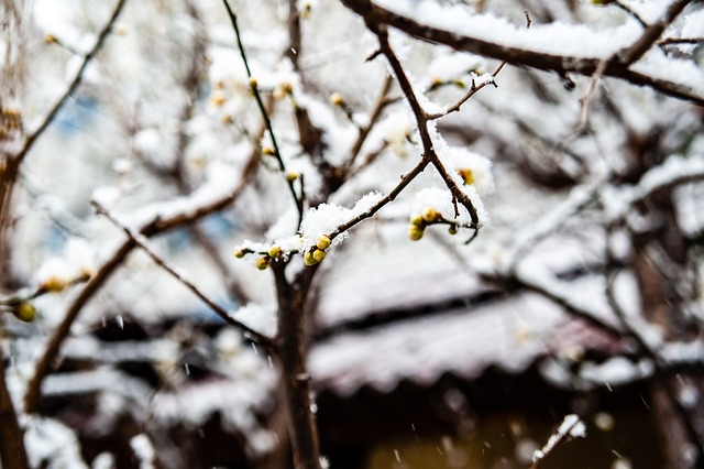 局势的雪上